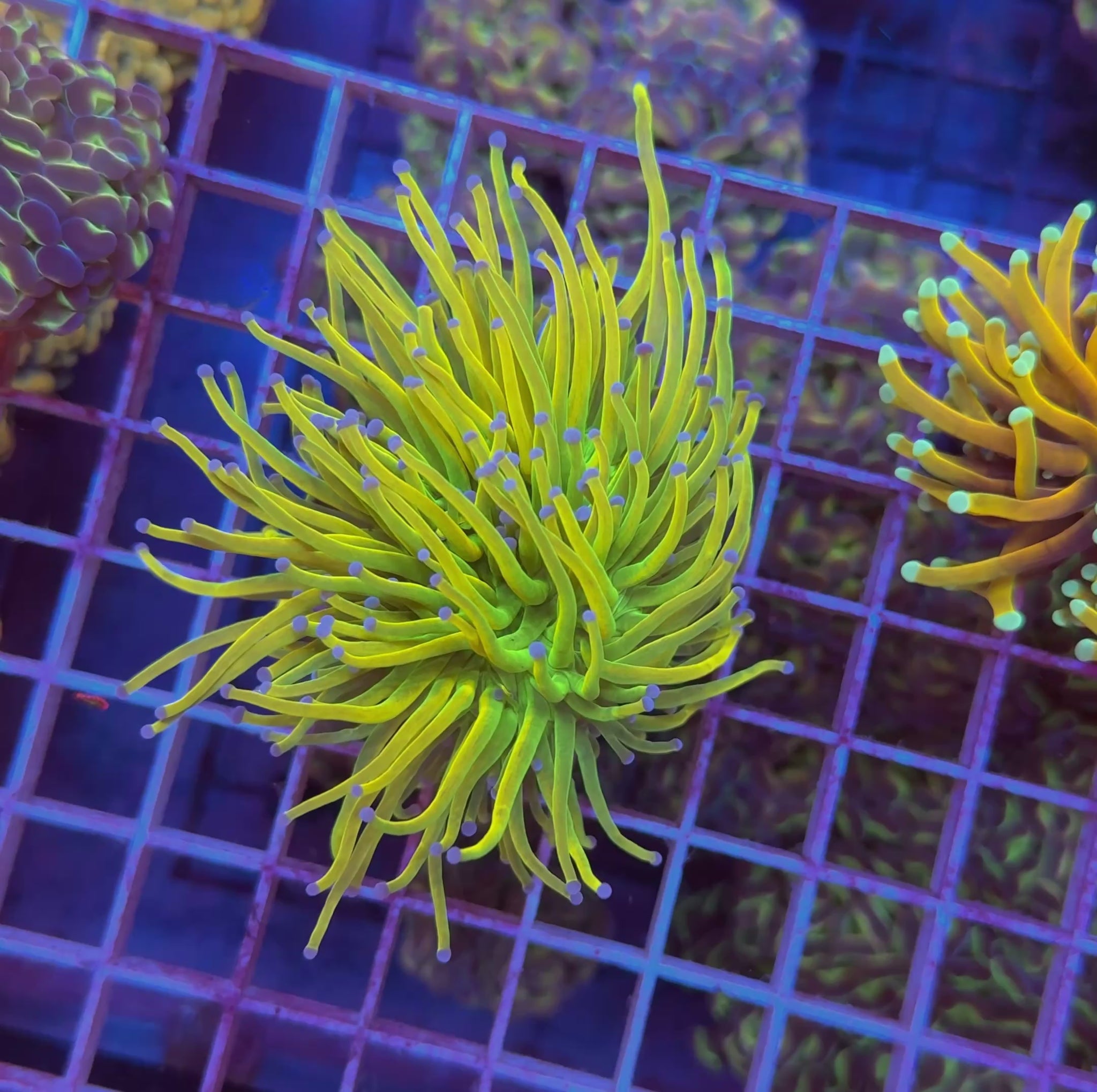 ARC Holy Grail Torch - WYSIWYG Large! coral at Lazy's Coral House