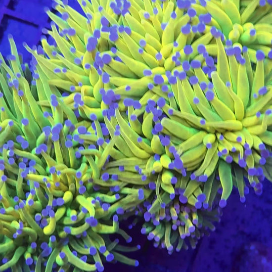 Bkchem Grinch Torch - WYSIWYG coral at Lazy's Coral House