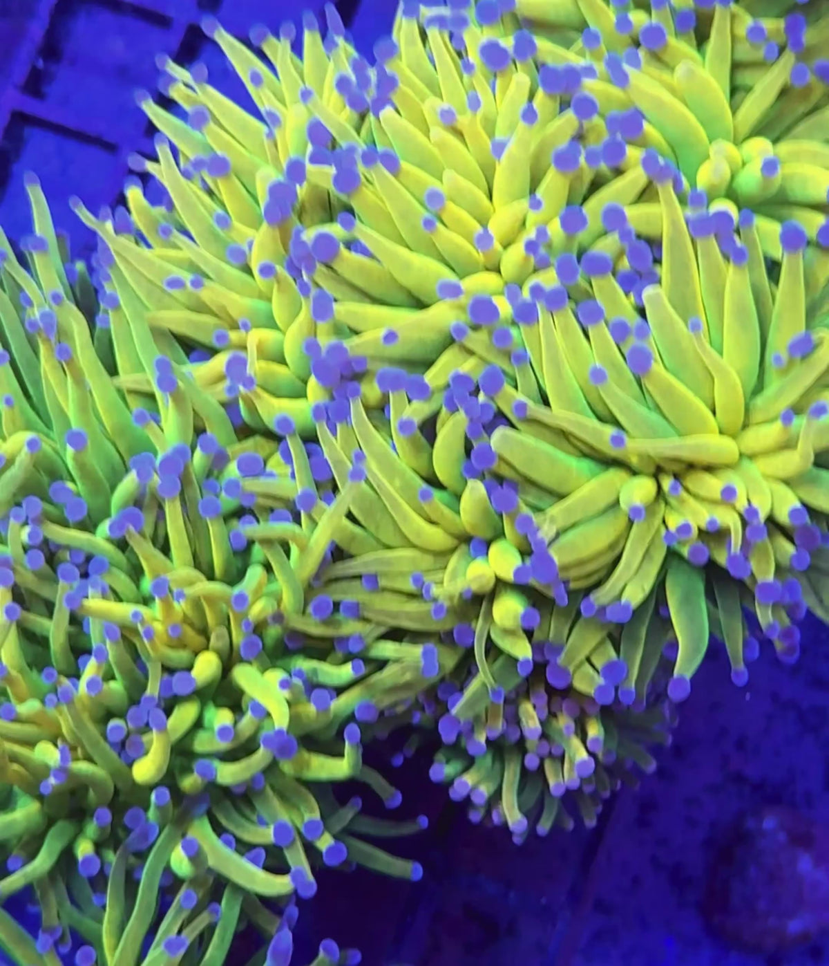 Bkchem Grinch Torch - WYSIWYG coral at Lazy's Coral House