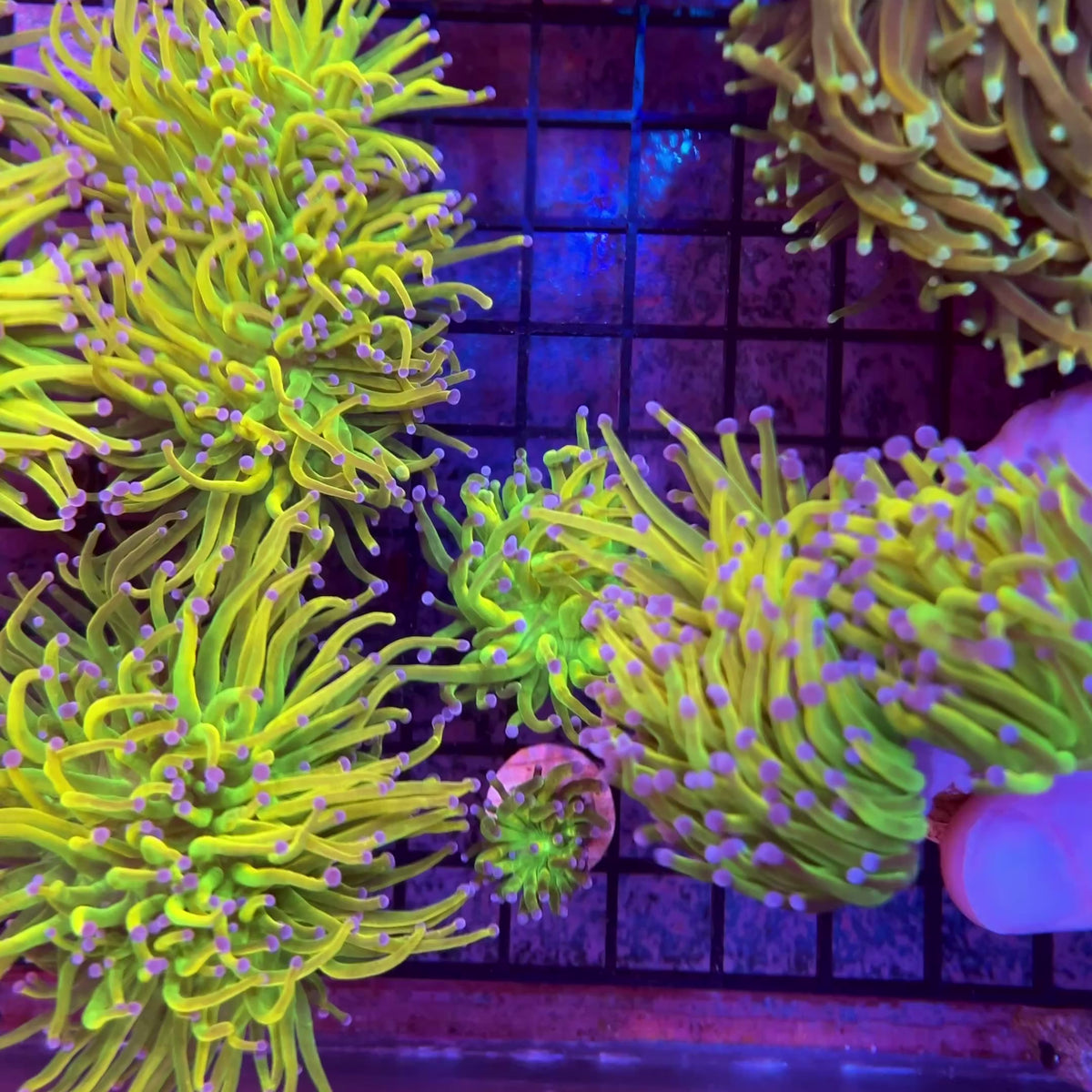 Bkchem Grinch Torch - WYSIWYG 2x XLG Heads coral at Lazy's Coral House