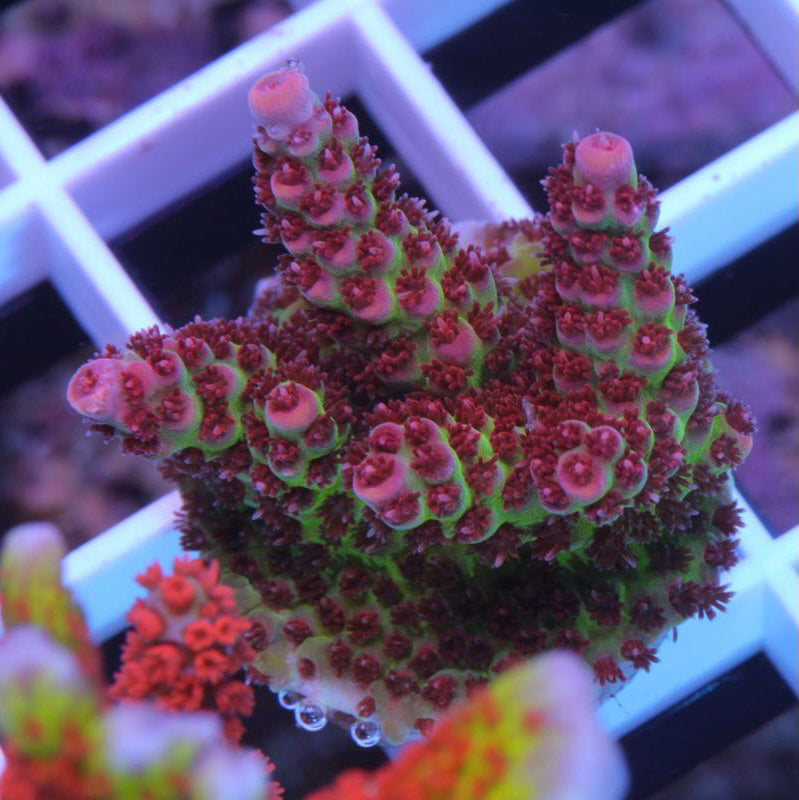 Princess Peach Acropora coral at Lazy's Coral House