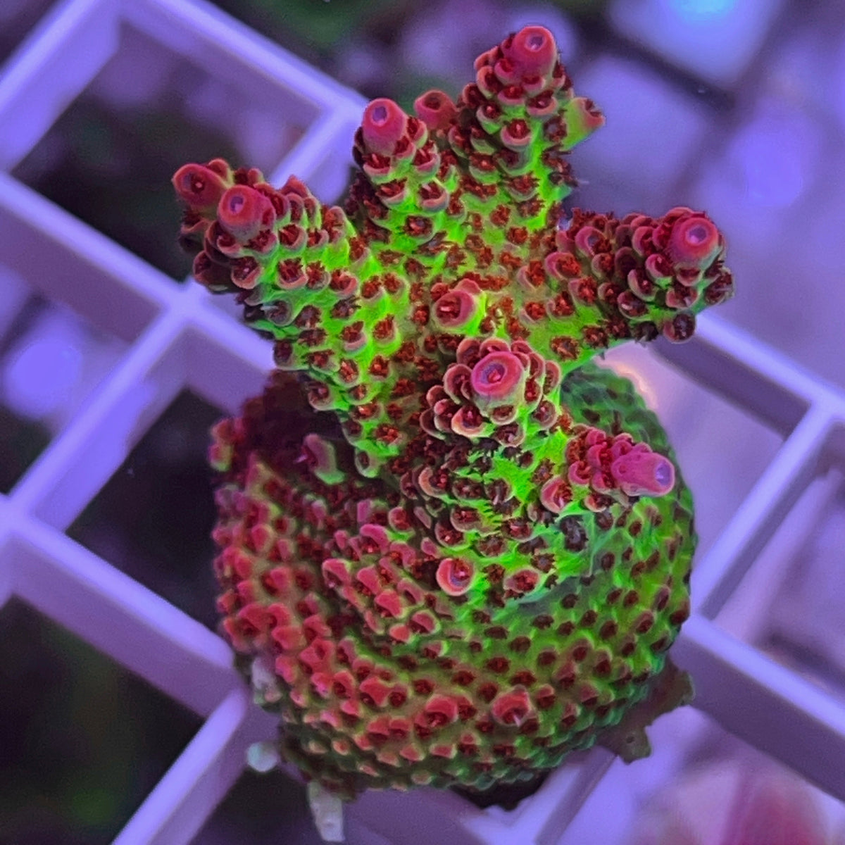 Princess Peach Acropora coral at Lazy's Coral House