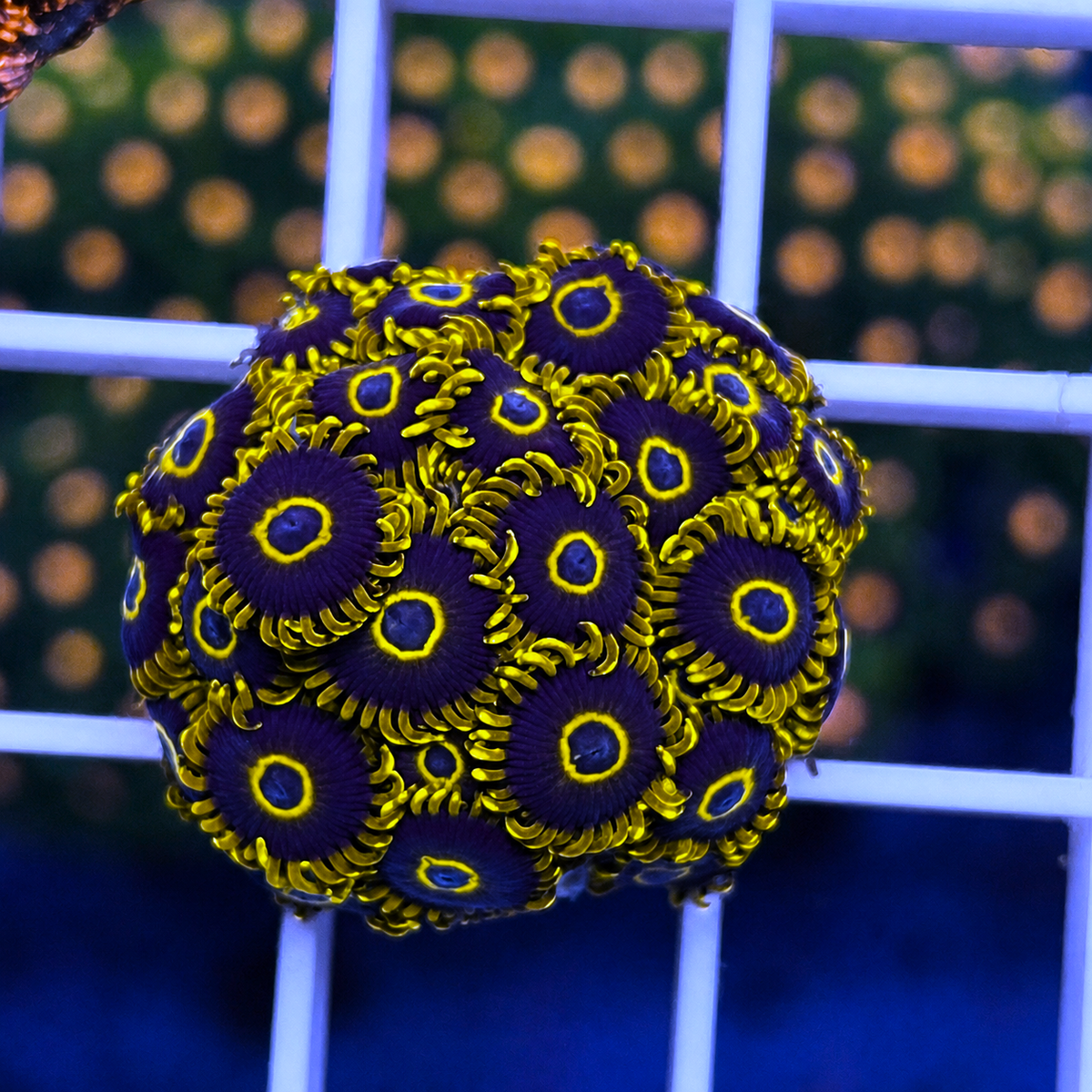 Purple Hornets Zoas - WYSIWYG coral at Lazy's Coral House.