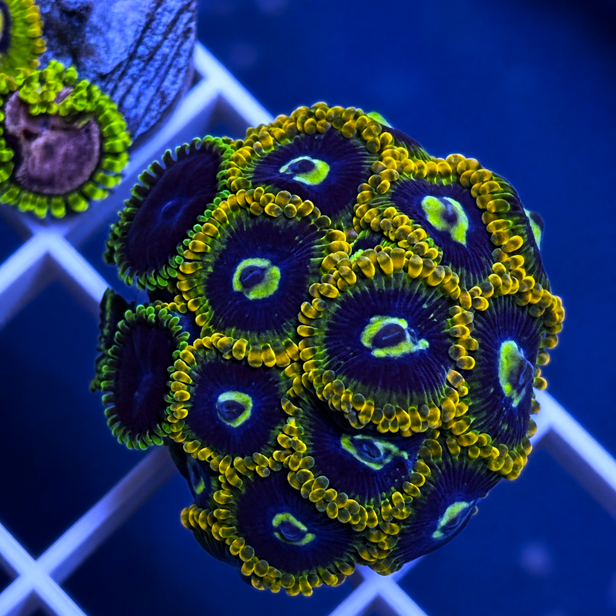 Rainbow Hornets Zoas - Joker Mix - WYSIWYG coral at Lazy's Coral House.