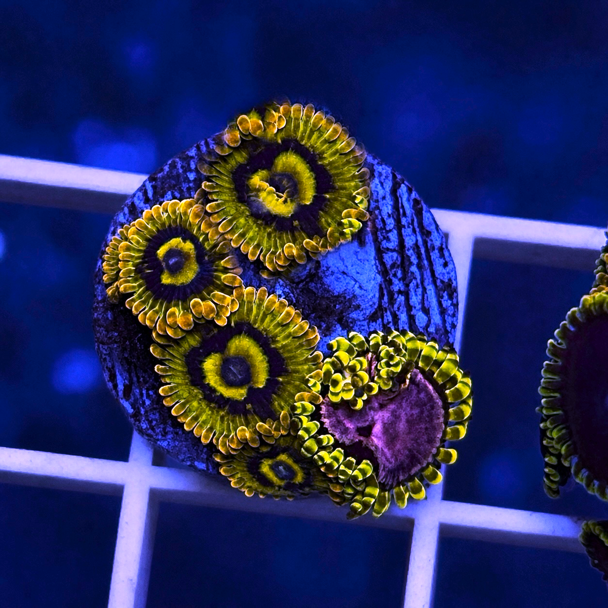 Rainbow Hornets Zoas Mix coral at Lazy's Coral House.