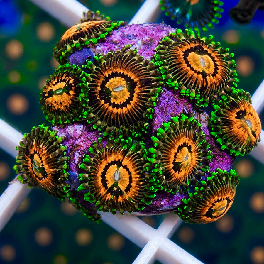 Rainbow Incinerators Zoas coral at Lazy's Coral House