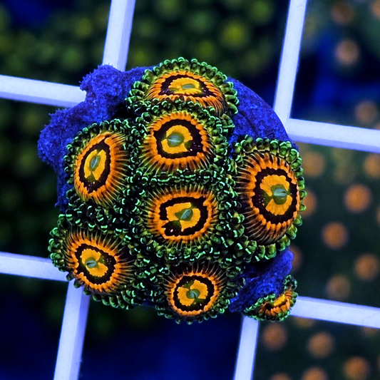 Rainbow Incinerators Zoas - WYSIWYG coral at Lazy's Coral House.