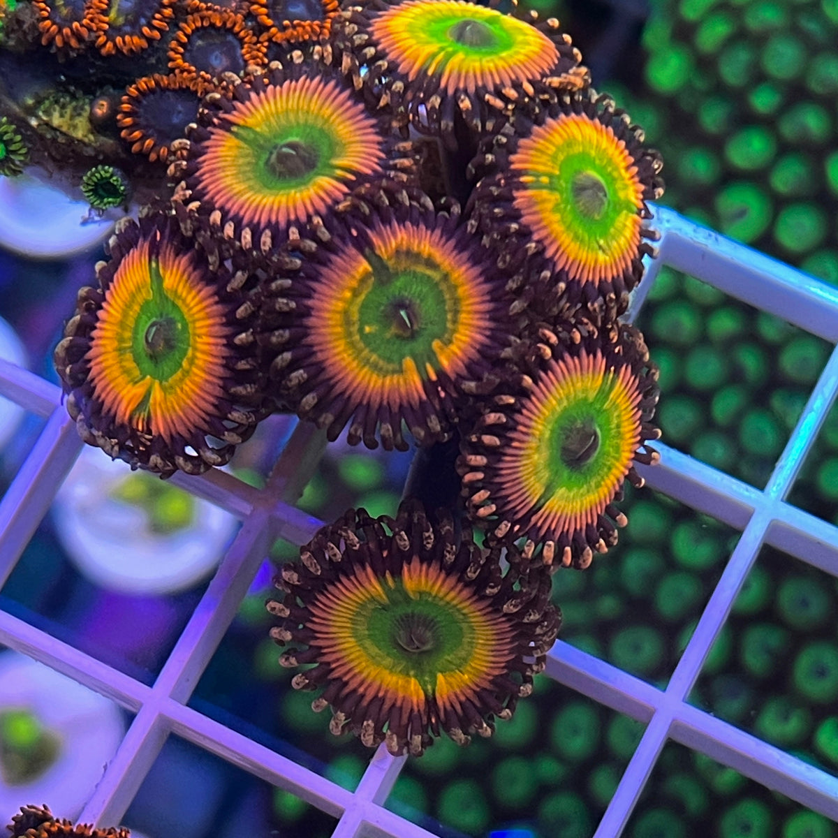 Rainbow Infusion / Tyree Orange Rainbow Zoas coral at Lazy's Coral House