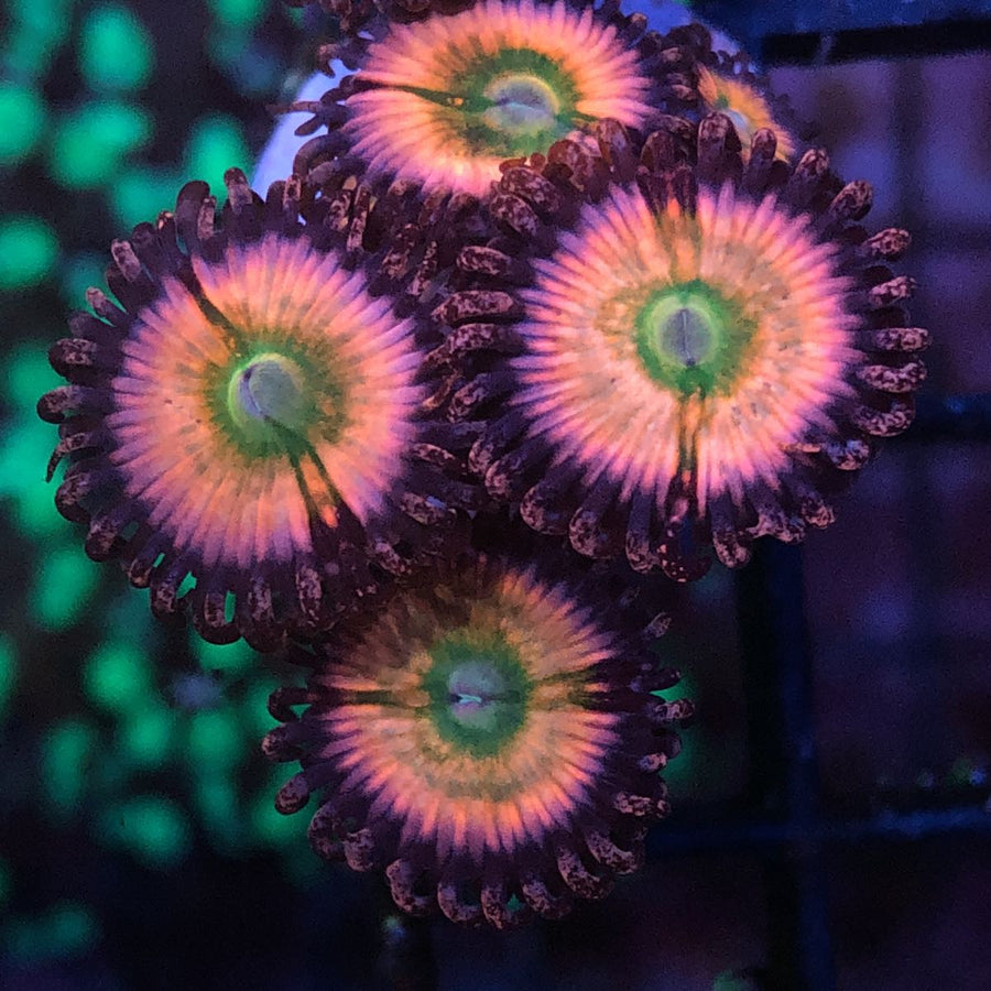 Rainbow Infusion / Tyree Orange Rainbow Zoas coral at Lazy's Coral House