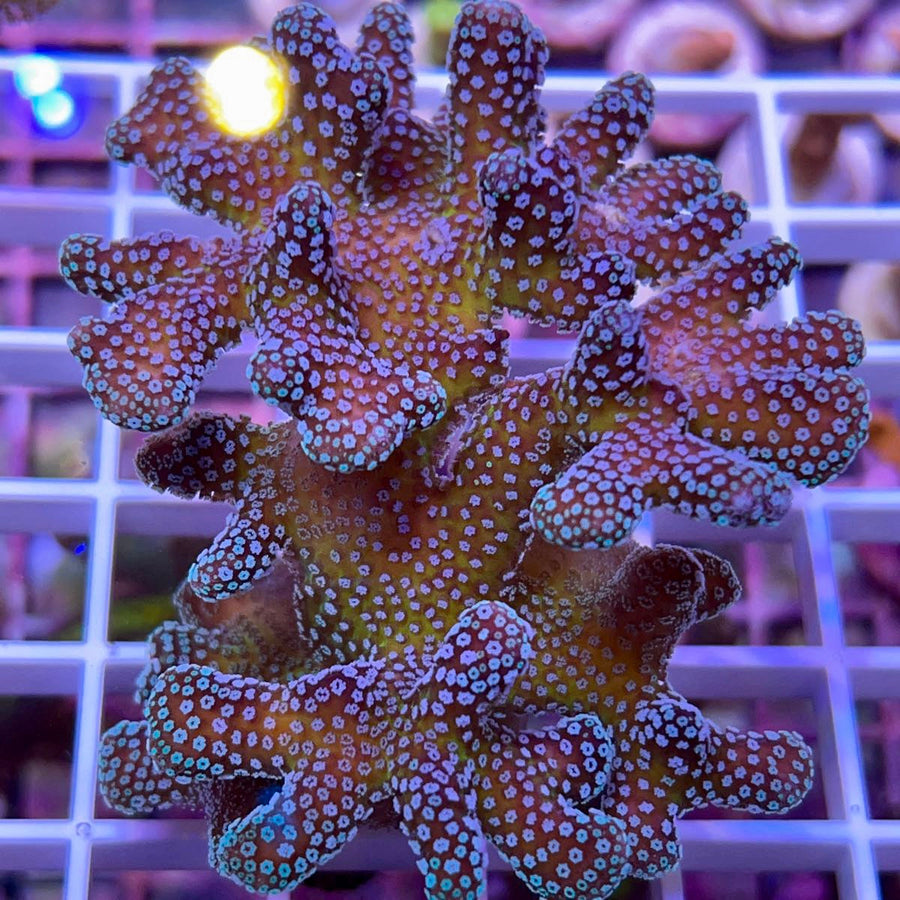 Rainbow Stylo Acropora coral at Lazy's Coral House
