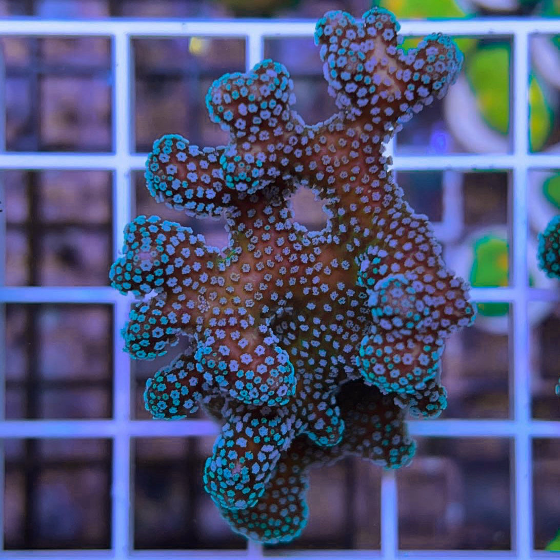 Rainbow Stylo Acropora coral at Lazy's Coral House