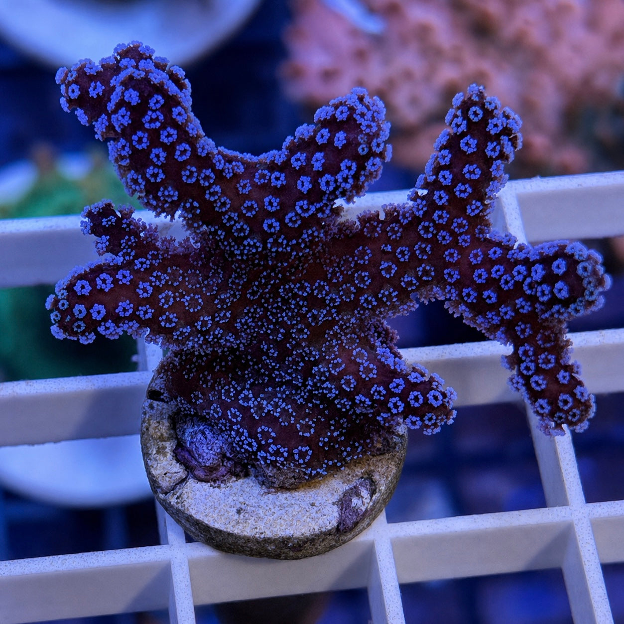 SPS Corals for Sale | Lazy's Coral House