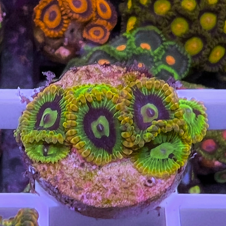 Rainbow Yoda Zoas coral at Lazy's Coral House