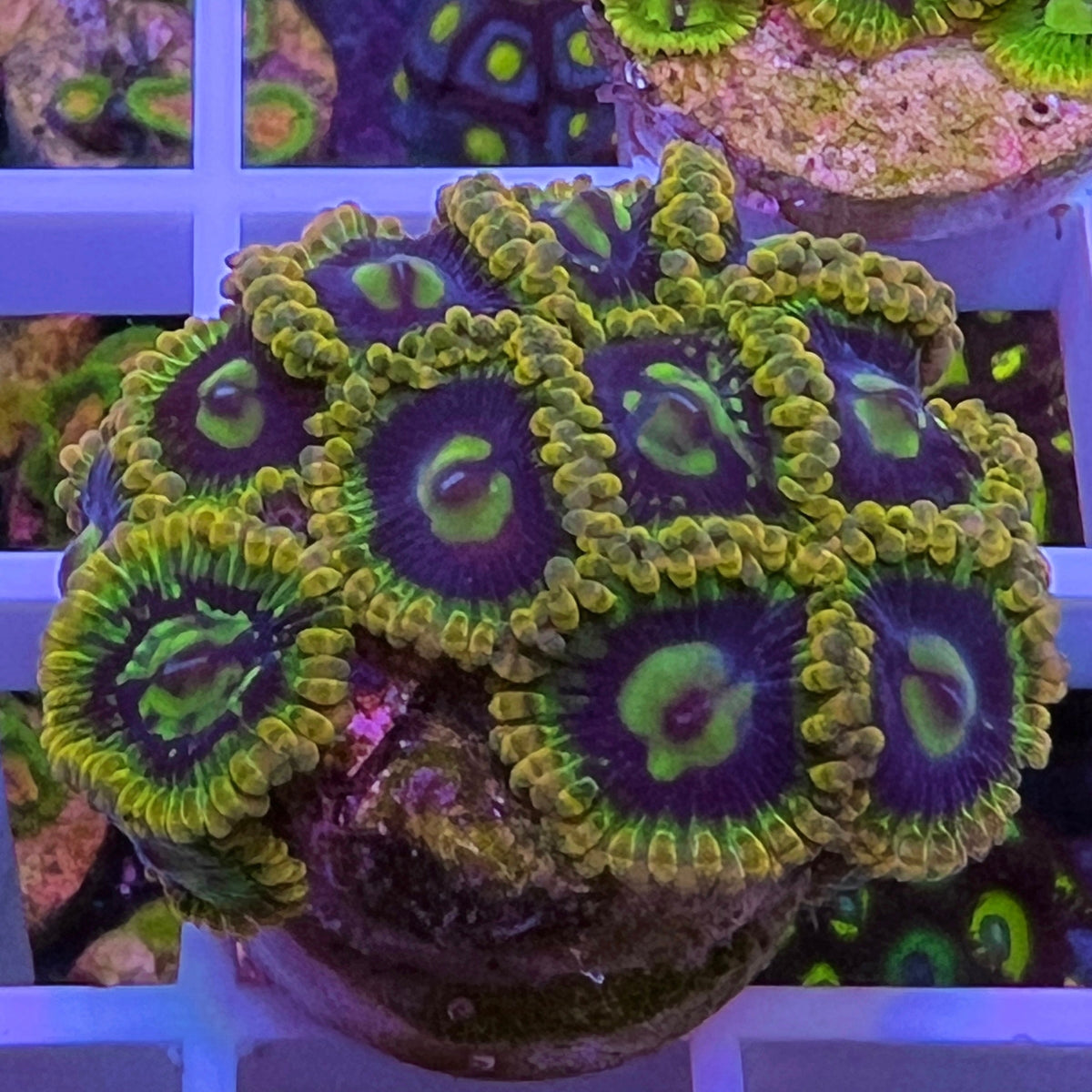 Rainbow Yoda Zoas coral at Lazy's Coral House