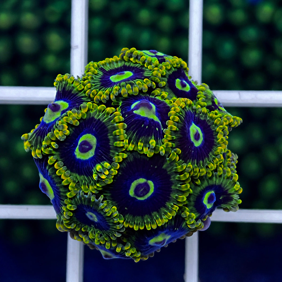 Rainbow Yoda Zoas - WYSIWYG coral at Lazy's Coral House.