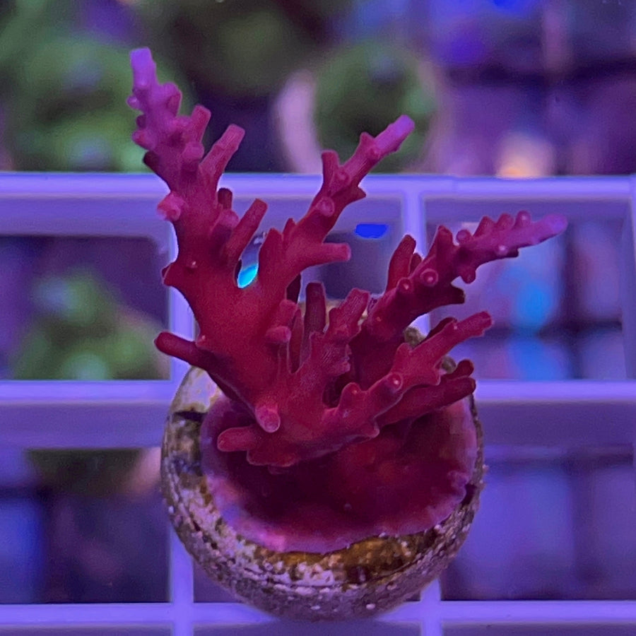 Red Dragon Acropora coral at Lazy's Coral House