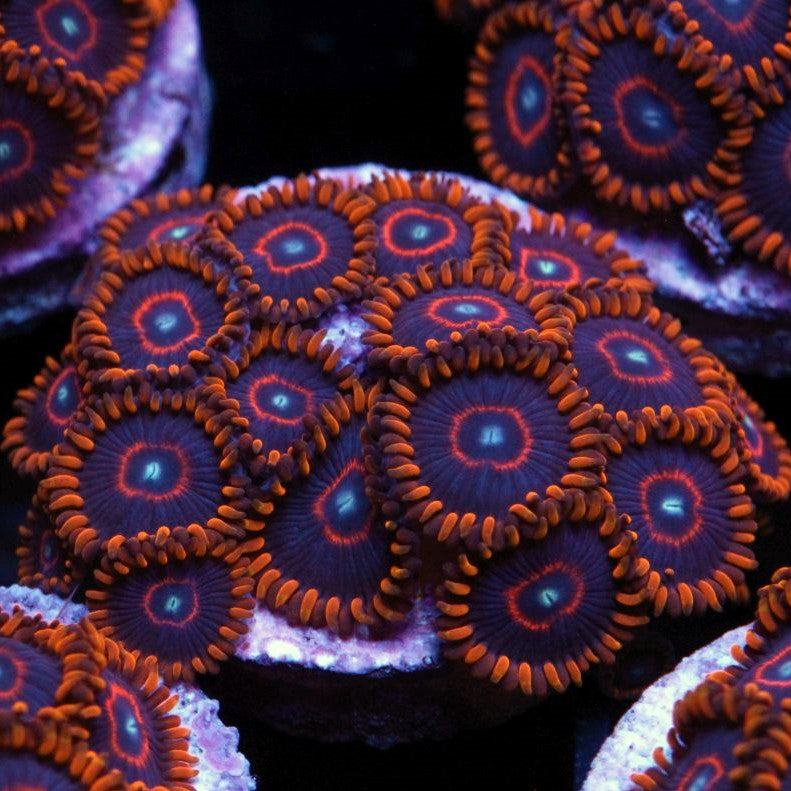 Red Hornet Zoas coral at Lazy's Coral House