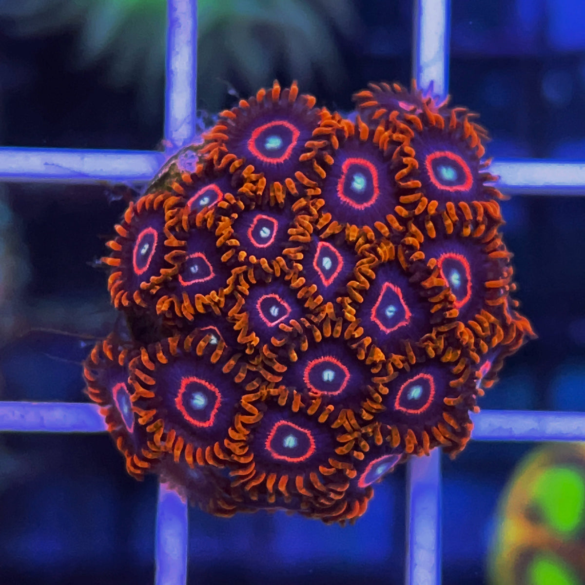 Red Hornet Zoas coral at Lazy's Coral House
