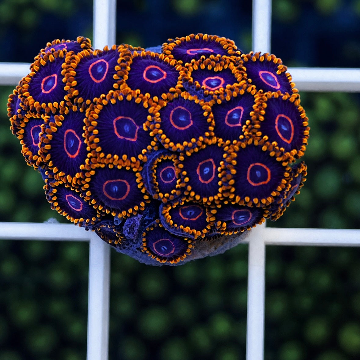 Red Hornet Zoas - WYSIWYG coral at Lazy's Coral House.