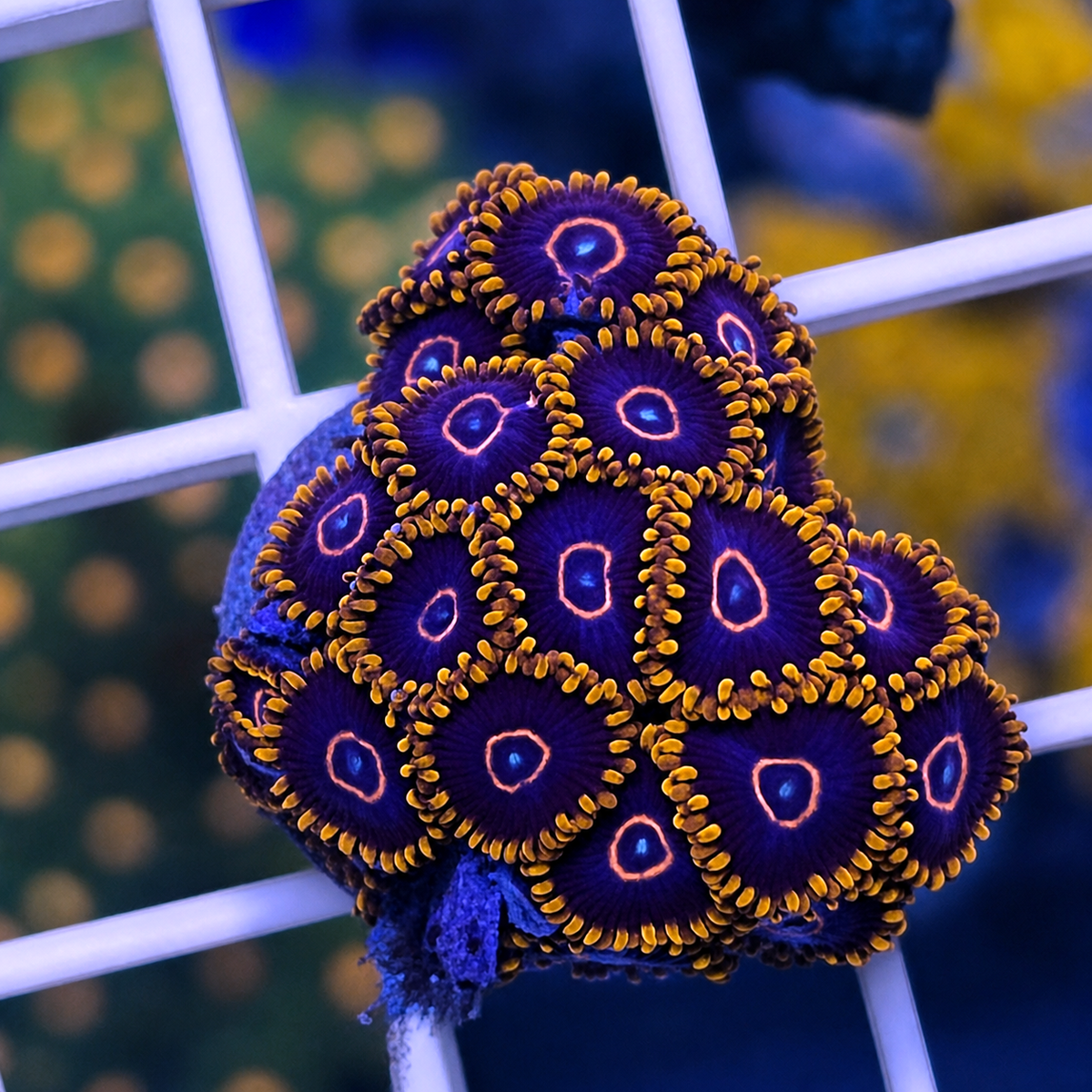 Red Hornet Zoas - WYSIWYG coral at Lazy's Coral House.