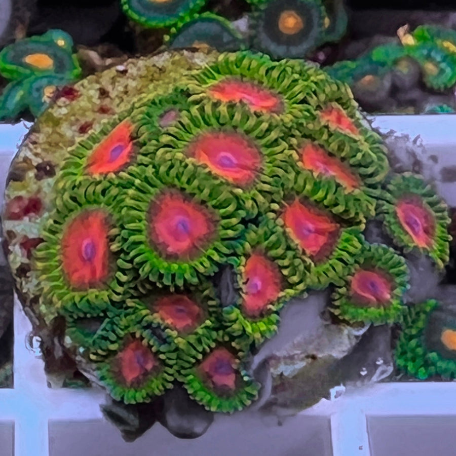 RMF Awesome Blossom Zoas coral at Lazy's Coral House