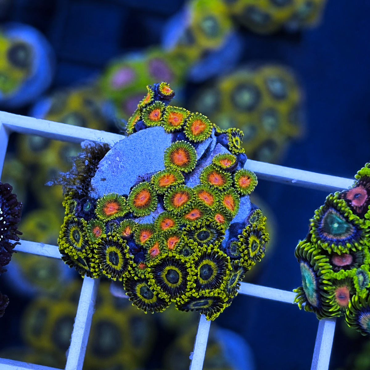 RMF Awesome Blossom Zoas - WYSIWYG coral at Lazy's Coral House.