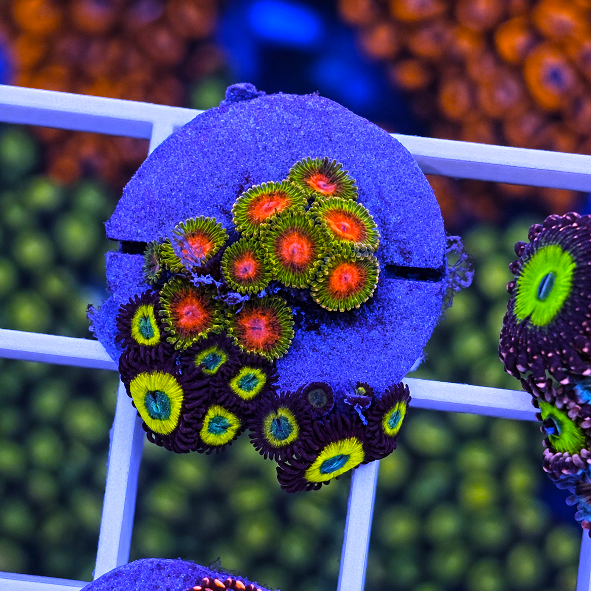 RMF Awesome Blossom Zoas - WYSIWYG coral at Lazy's Coral House.