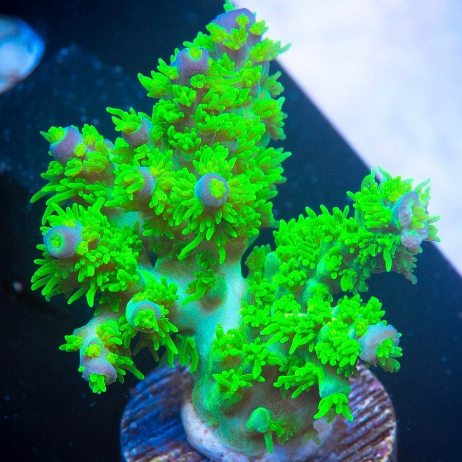 RR Marvin the Martian Acropora coral at Lazy's Coral House
