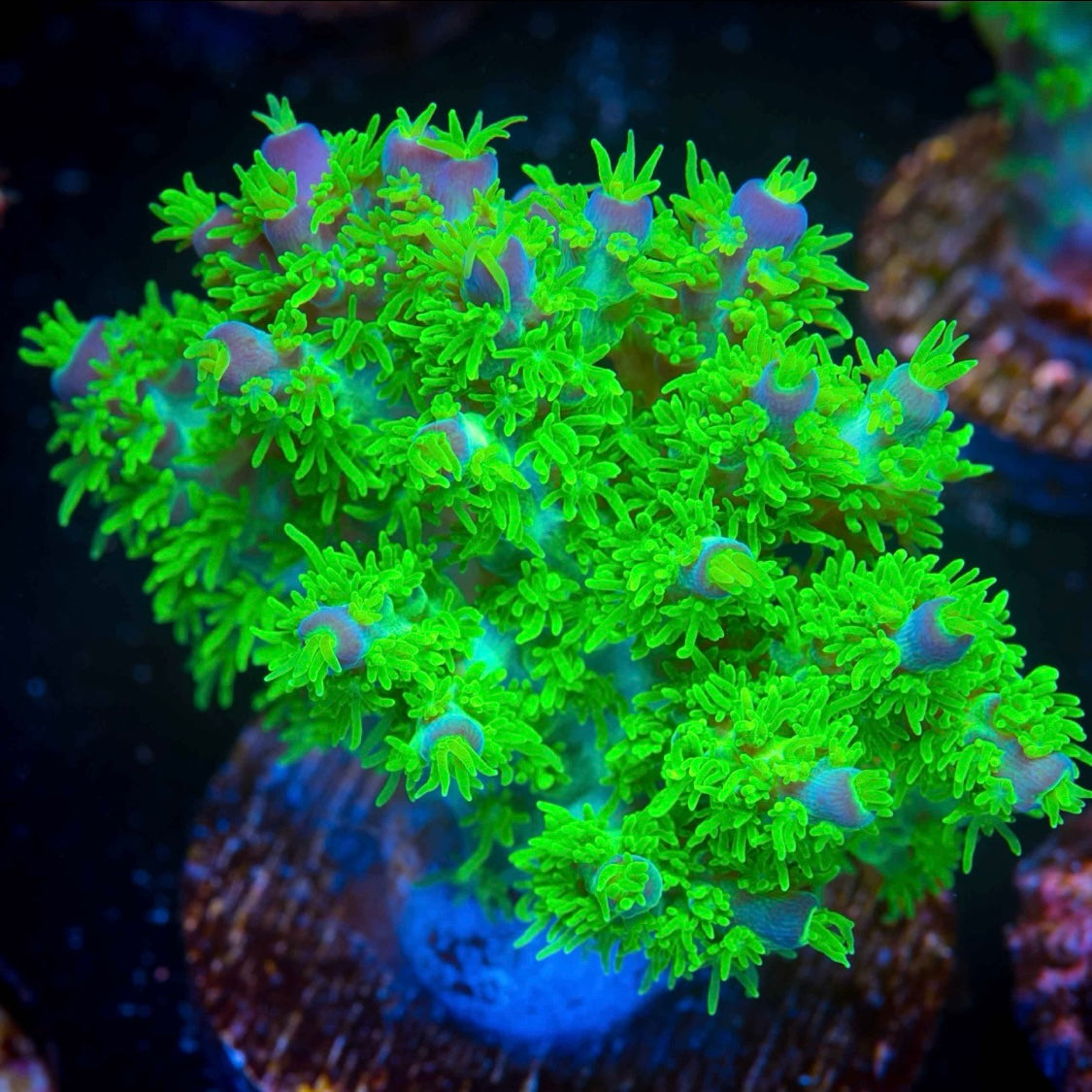 RR Marvin the Martian Acropora coral at Lazy's Coral House