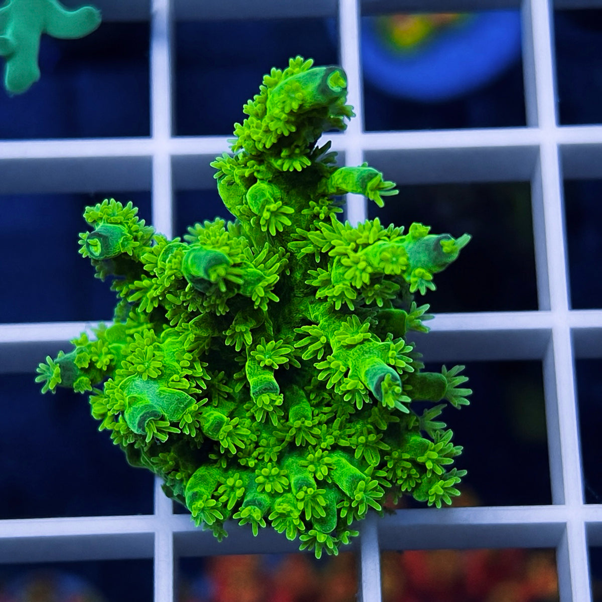 RR Marvin the Martian Acropora - WYSIWYG coral at Lazy's Coral House.