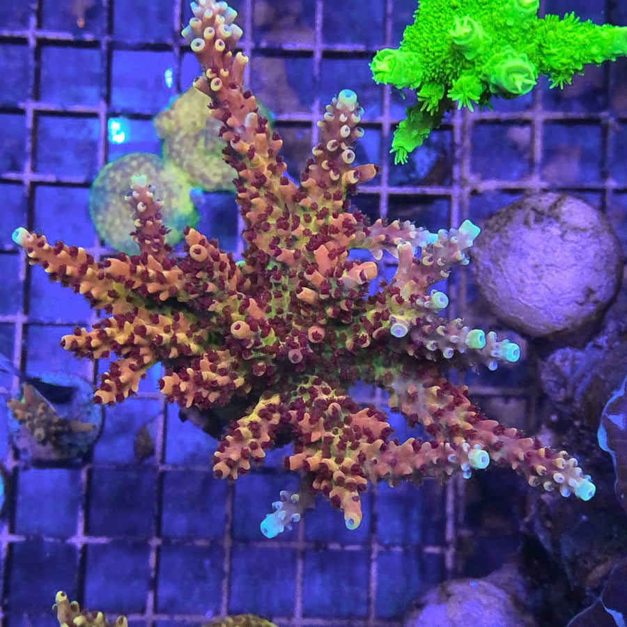 RR Pink Cadillac Acropora coral at Lazy's Coral House