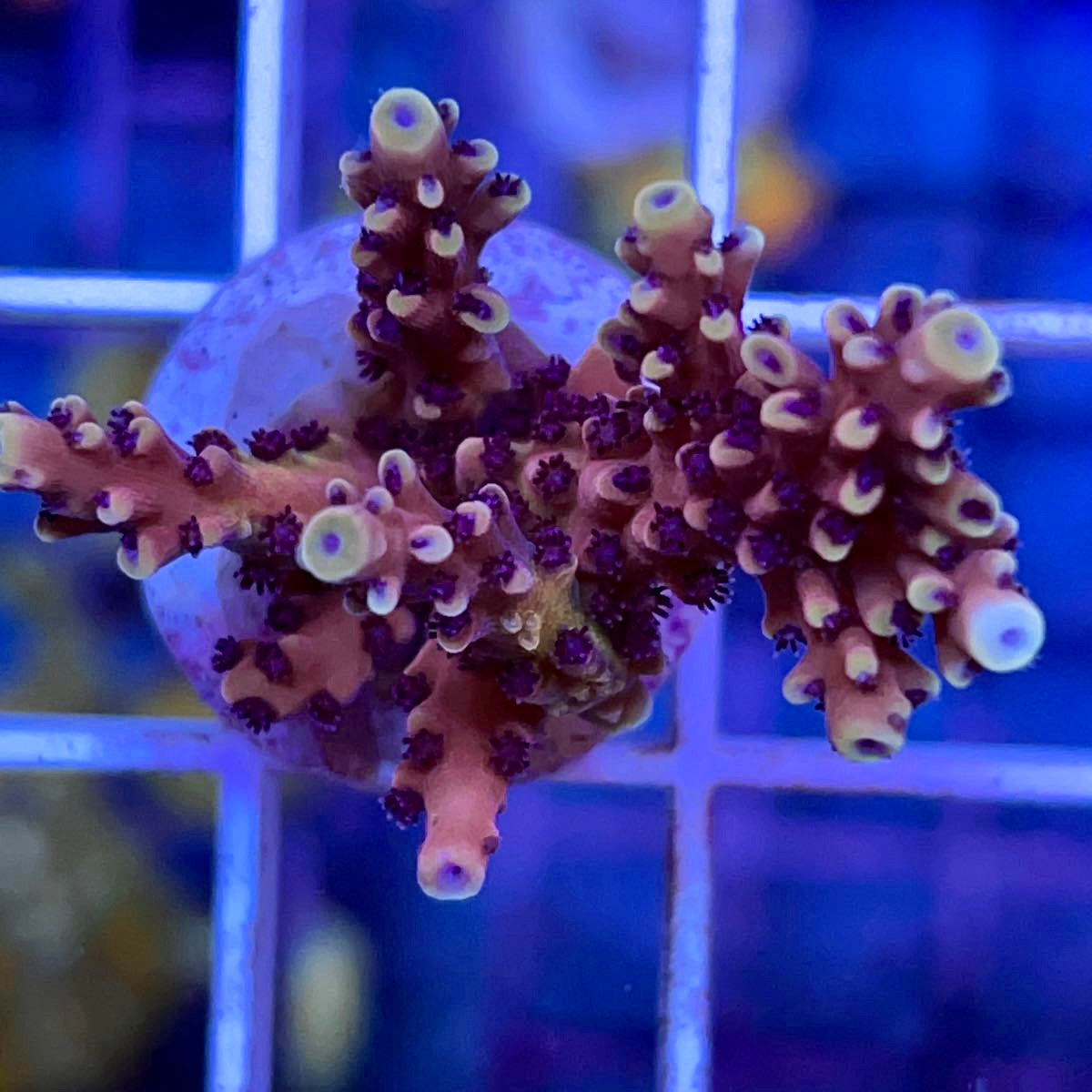 RR Pink Cadillac Acropora coral at Lazy's Coral House
