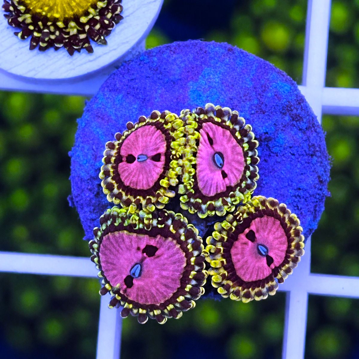 RR Pink Diamonds Zoas - WYSIWYG coral at Lazy's Coral House.