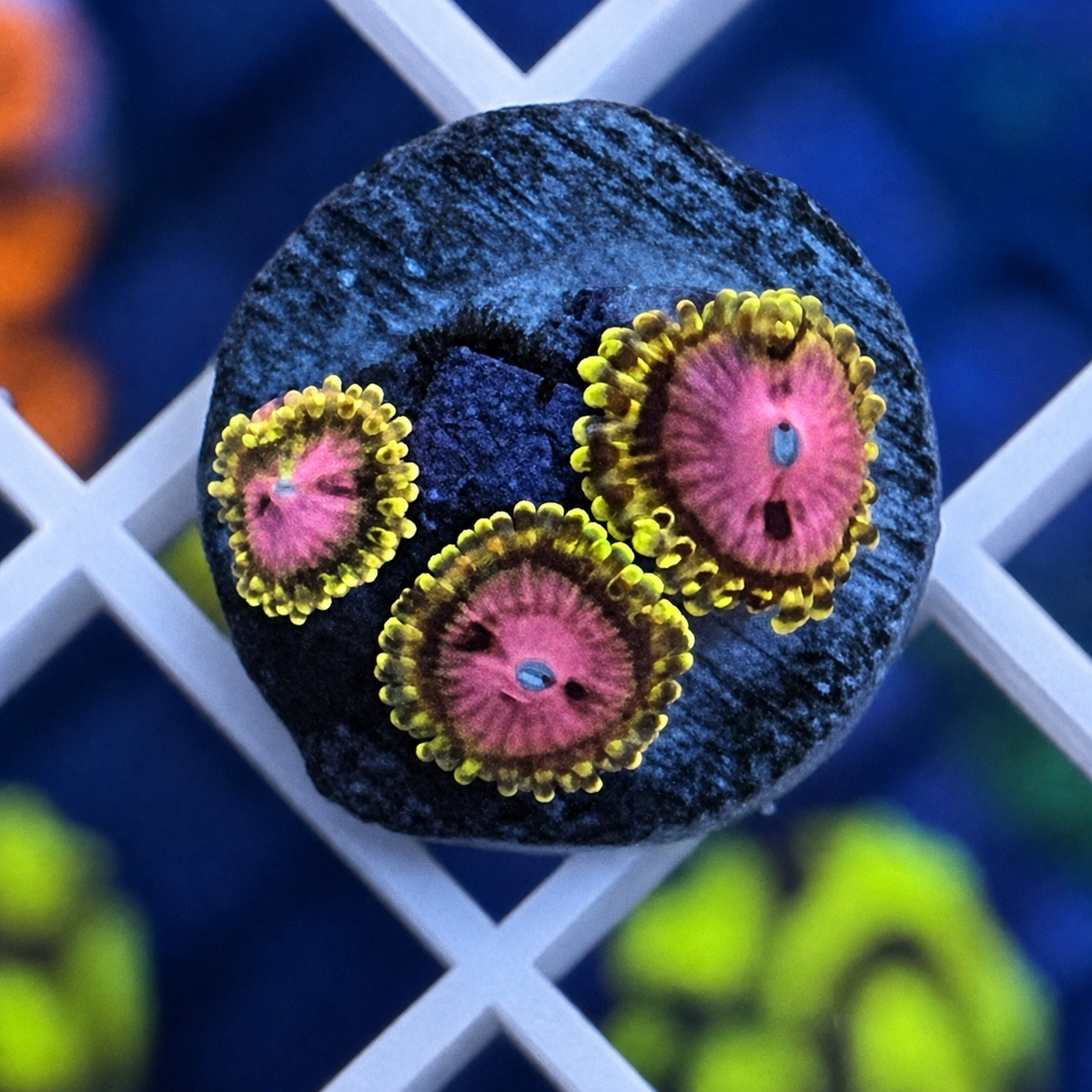 RR Pink Diamonds Zoas - WYSIWYG coral at Lazy's Coral House.
