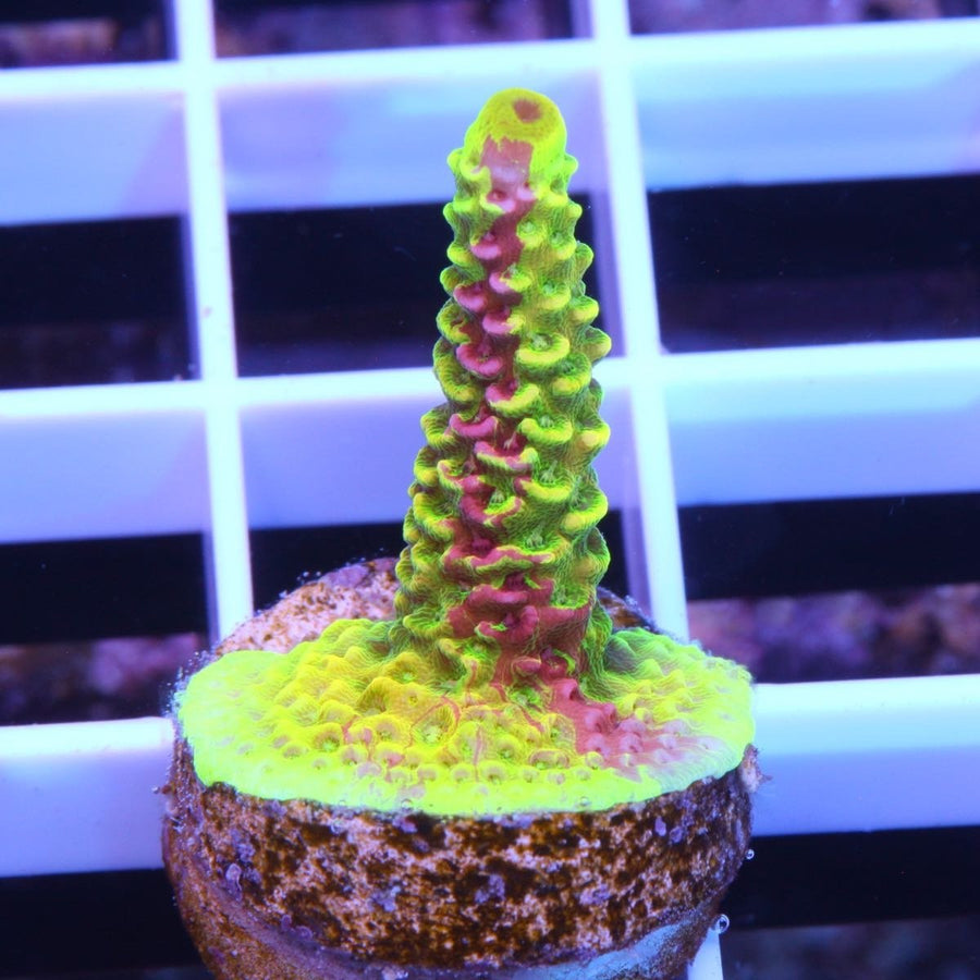 RR Rainbow Splice Acropora coral at Lazy's Coral House