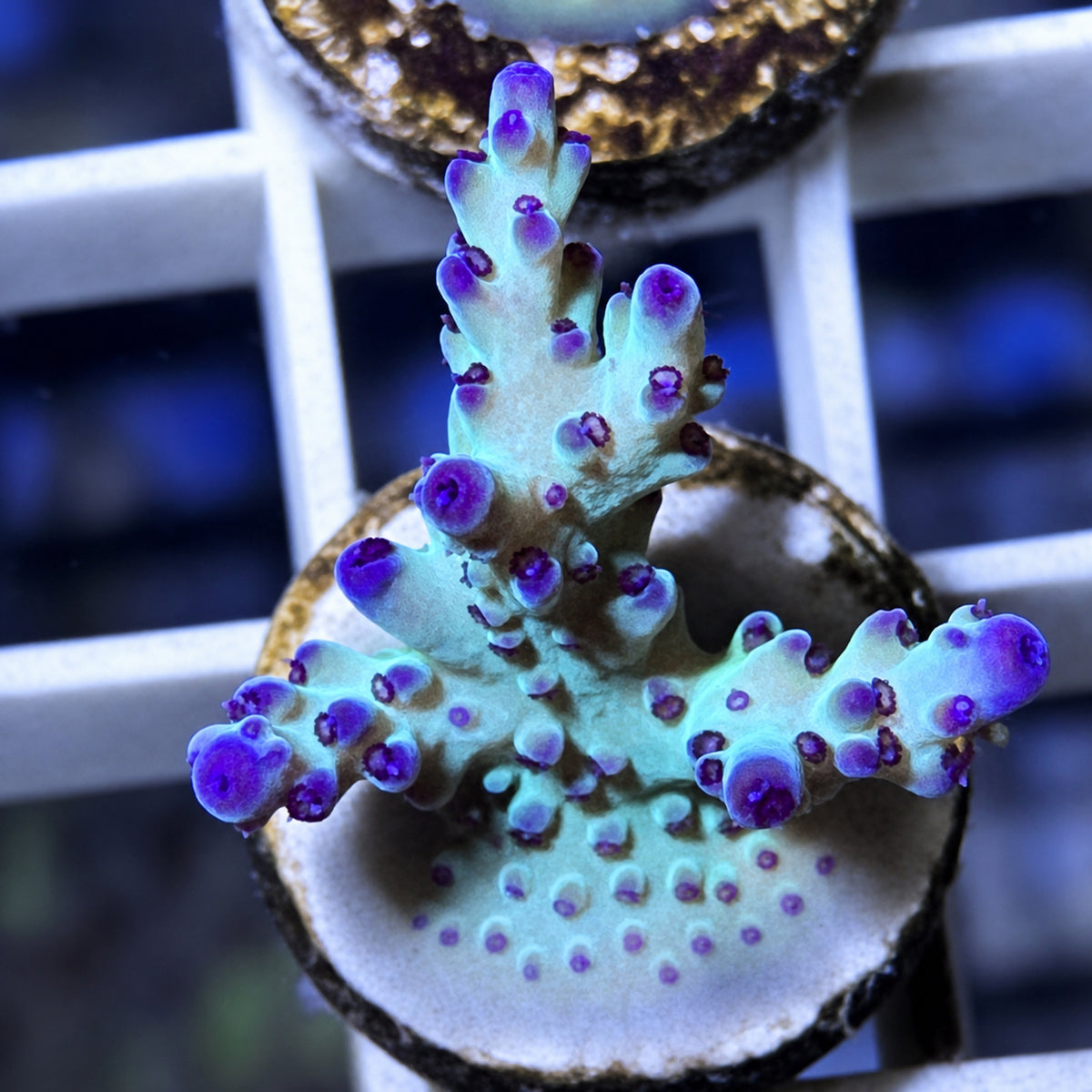 RR The Vinh Acropora - WYSIWYG coral at Lazy's Coral House.