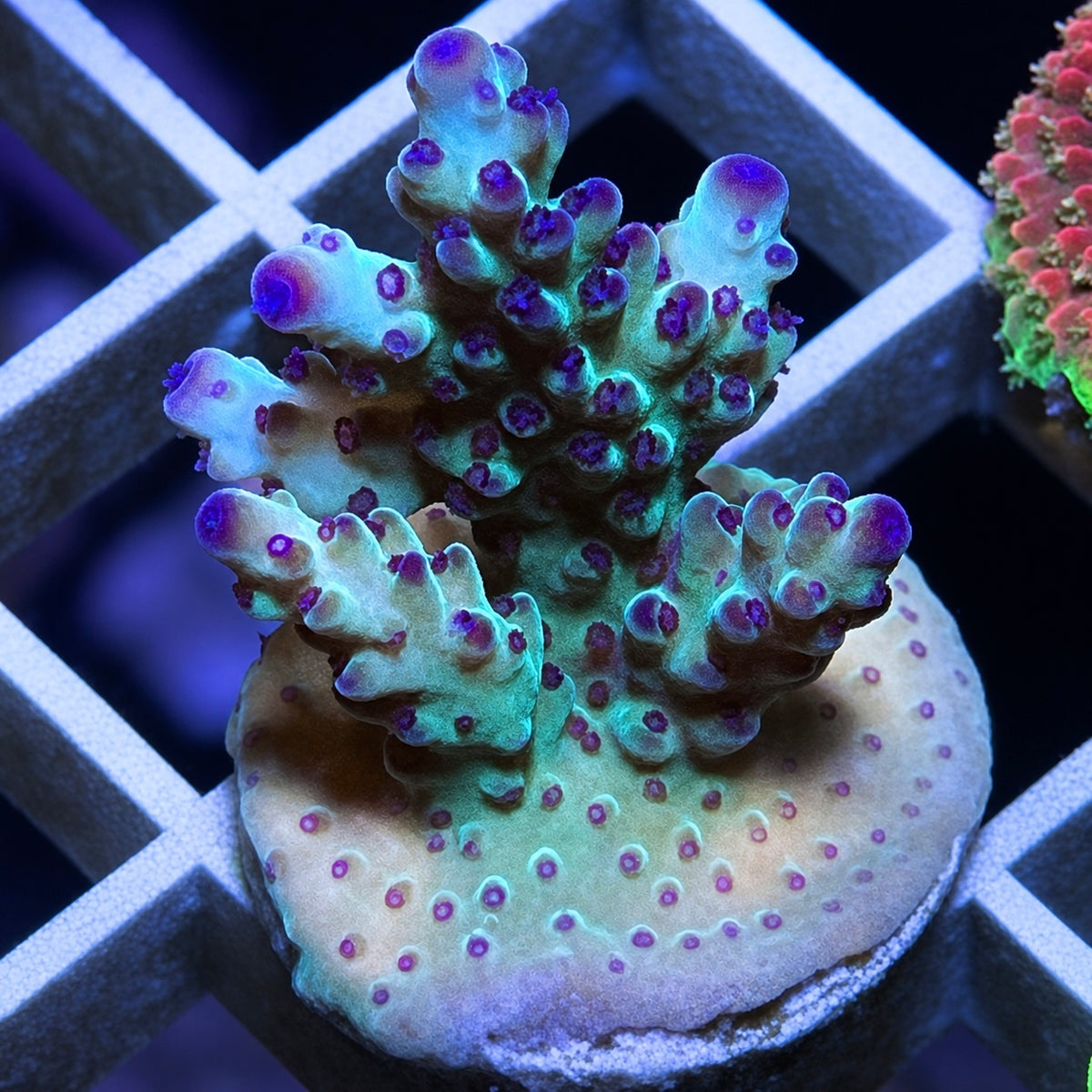 RR The Vinh Acropora - WYSIWYG coral at Lazy's Coral House.