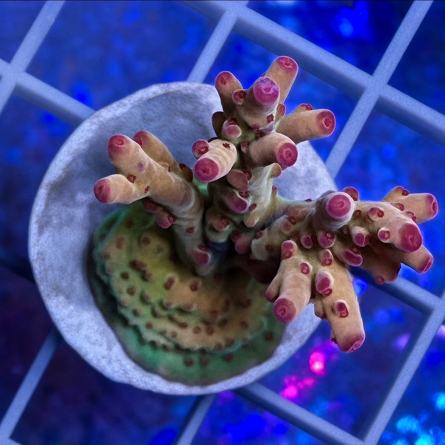RRC OG Avengers Acropora coral at Lazy's Coral House