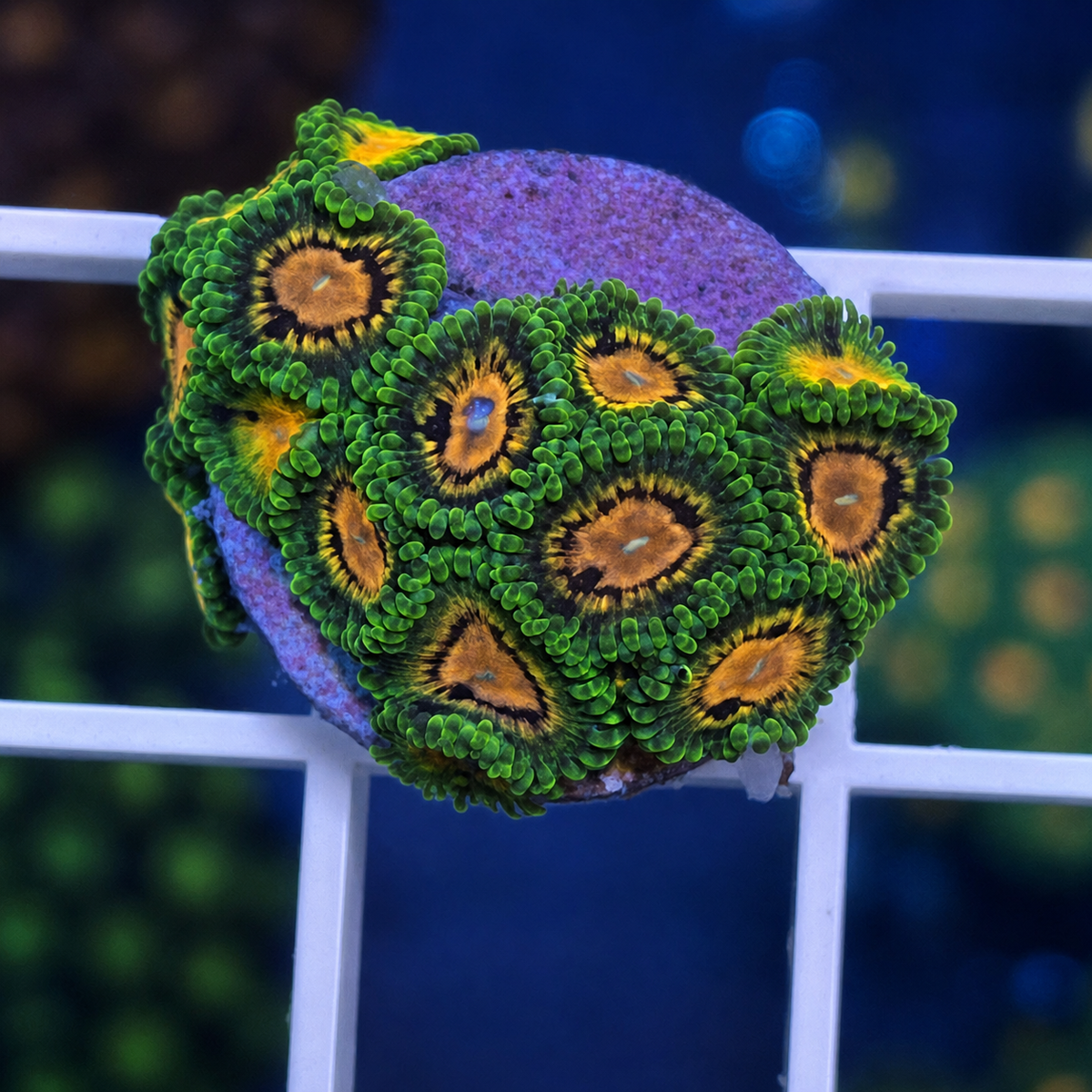 SBB Marvin The Martian Zoas - WYSIWYG coral at Lazy's Coral House.