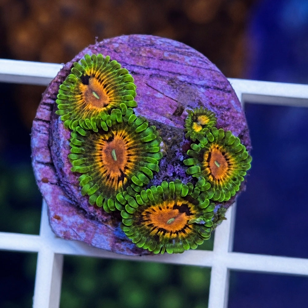 SBB Marvin The Martian Zoas - WYSIWYG coral at Lazy's Coral House.