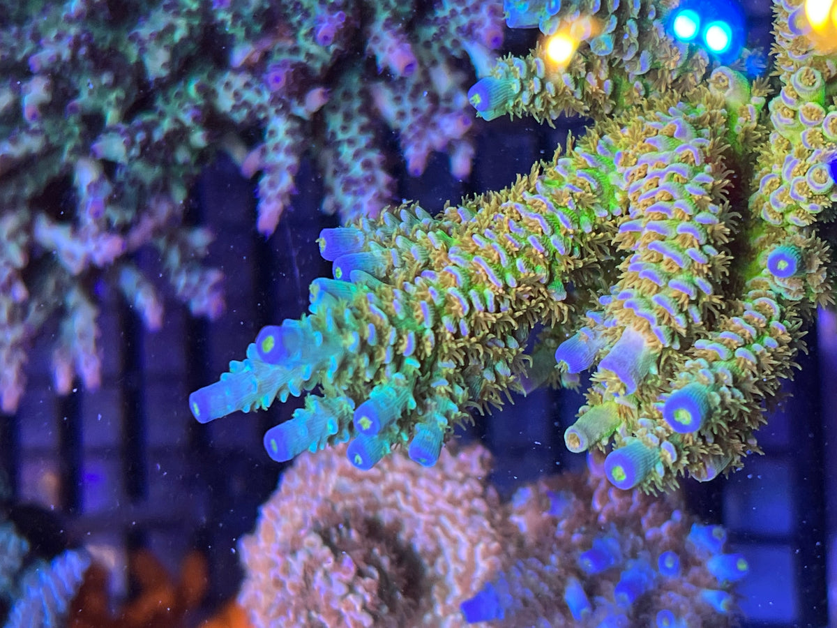 SC Orange Passion coral at Lazy's Coral House