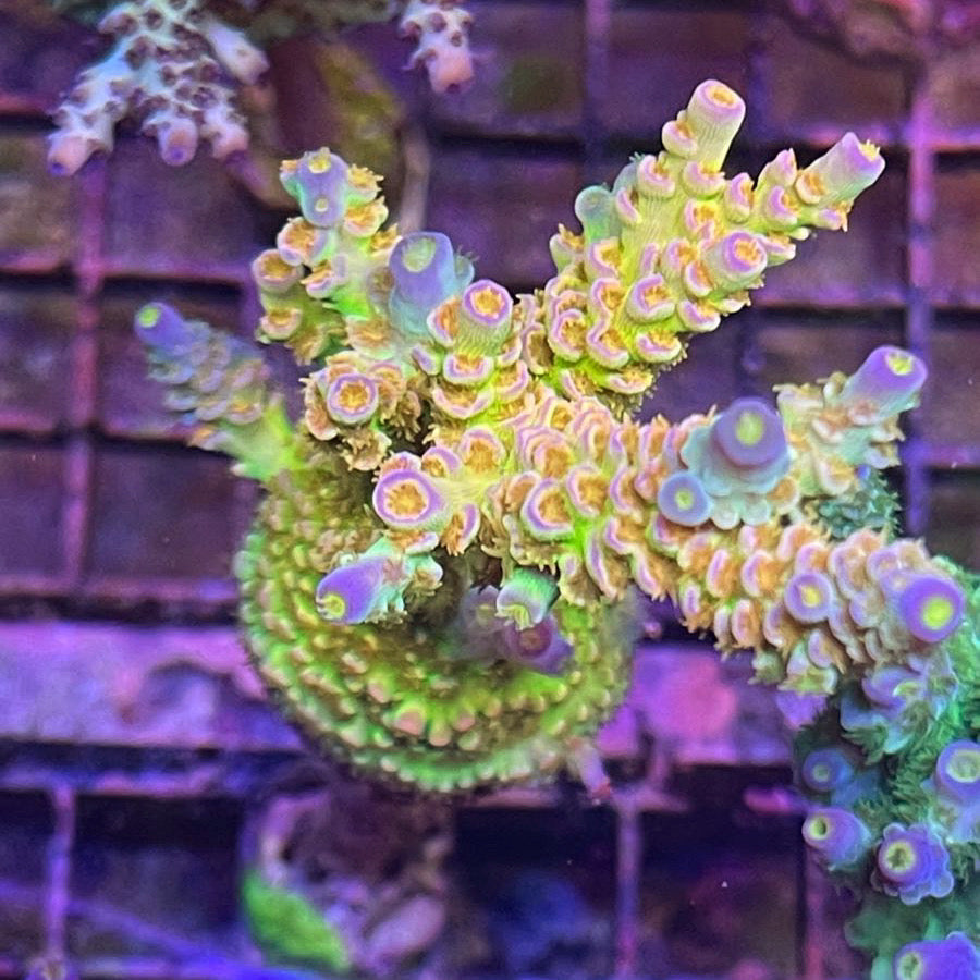SC Orange Passion coral at Lazy's Coral House