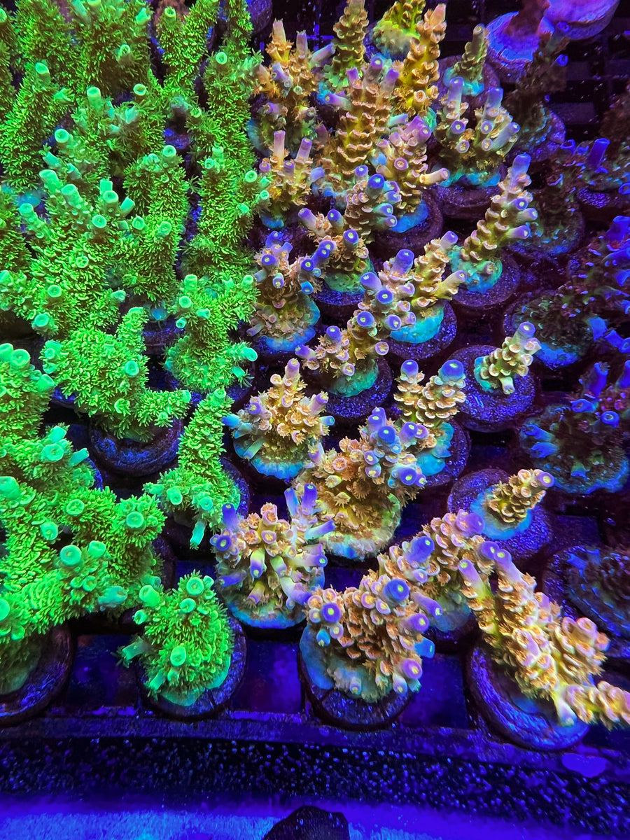 SC Orange Passion coral at Lazy's Coral House
