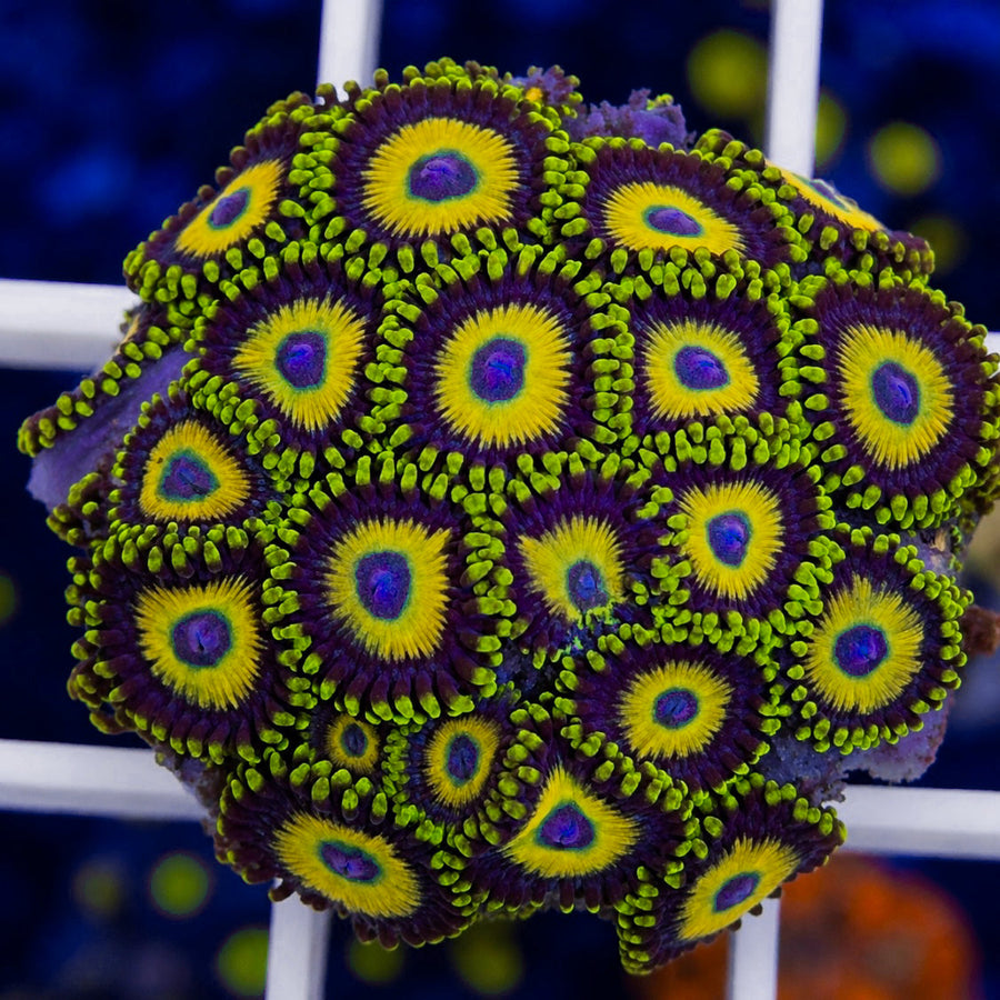 Scrambled Eggs Zoas coral at Lazy's Coral House