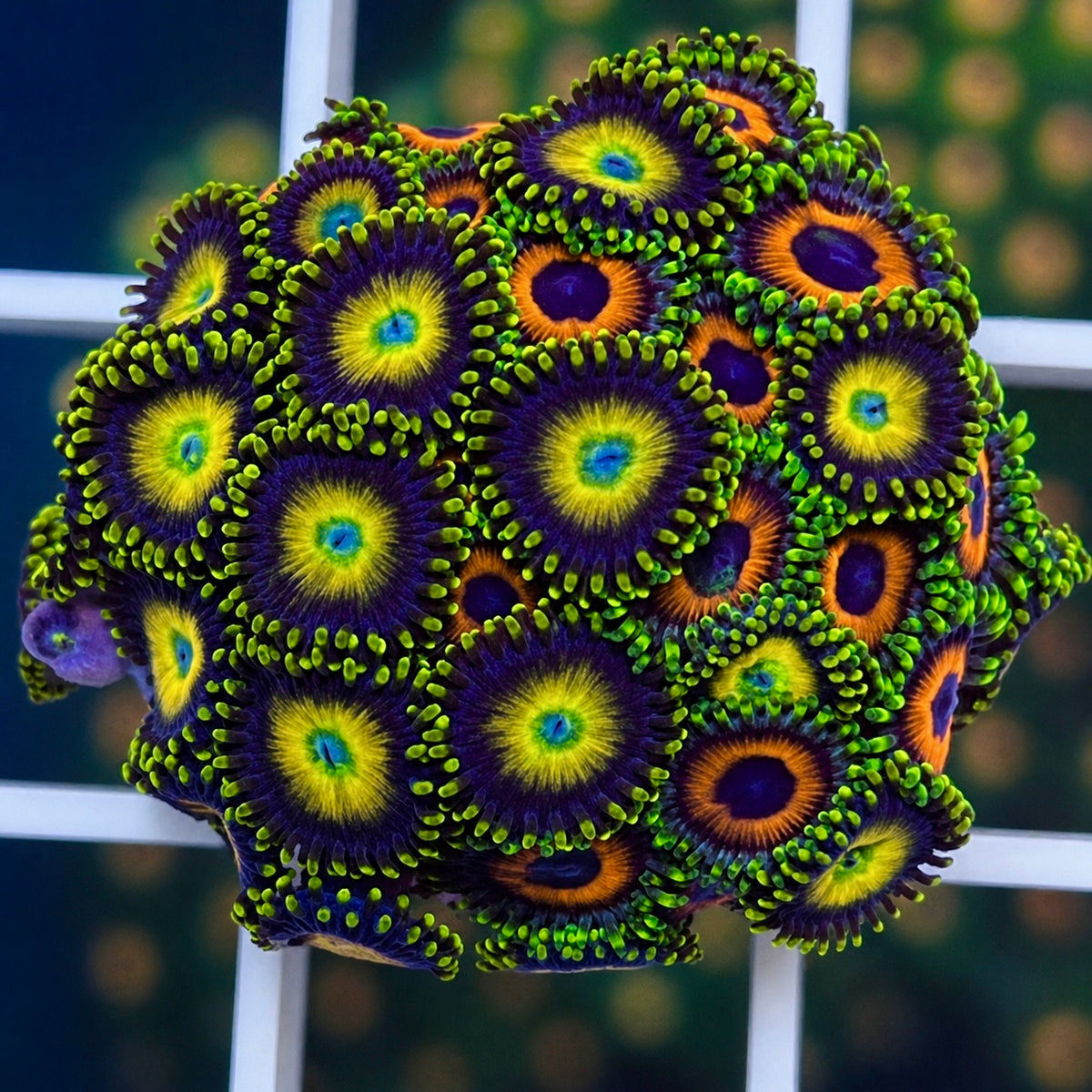 Scrambled Eggs Zoas Mix - WYSIWYG coral at Lazy's Coral House.