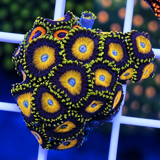 Scrambled Eggs Zoas - WYSIWYG coral at Lazy's Coral House.