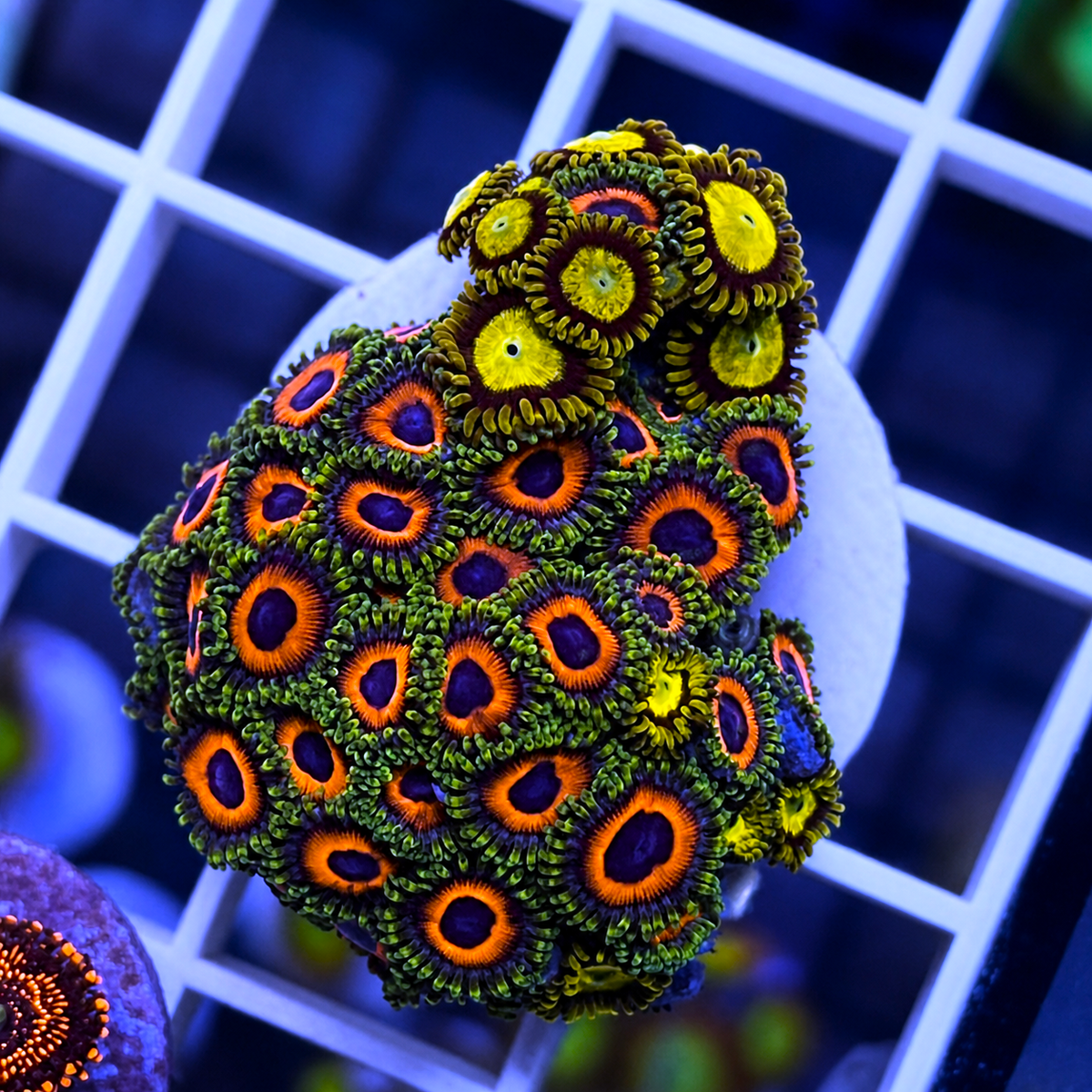 Screaming Eagle Zoas Mix - WYSIWYG coral at Lazy's Coral House.