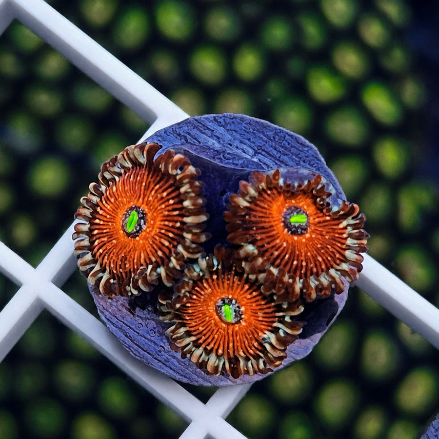 Seduction Zoas coral at Lazy's Coral House