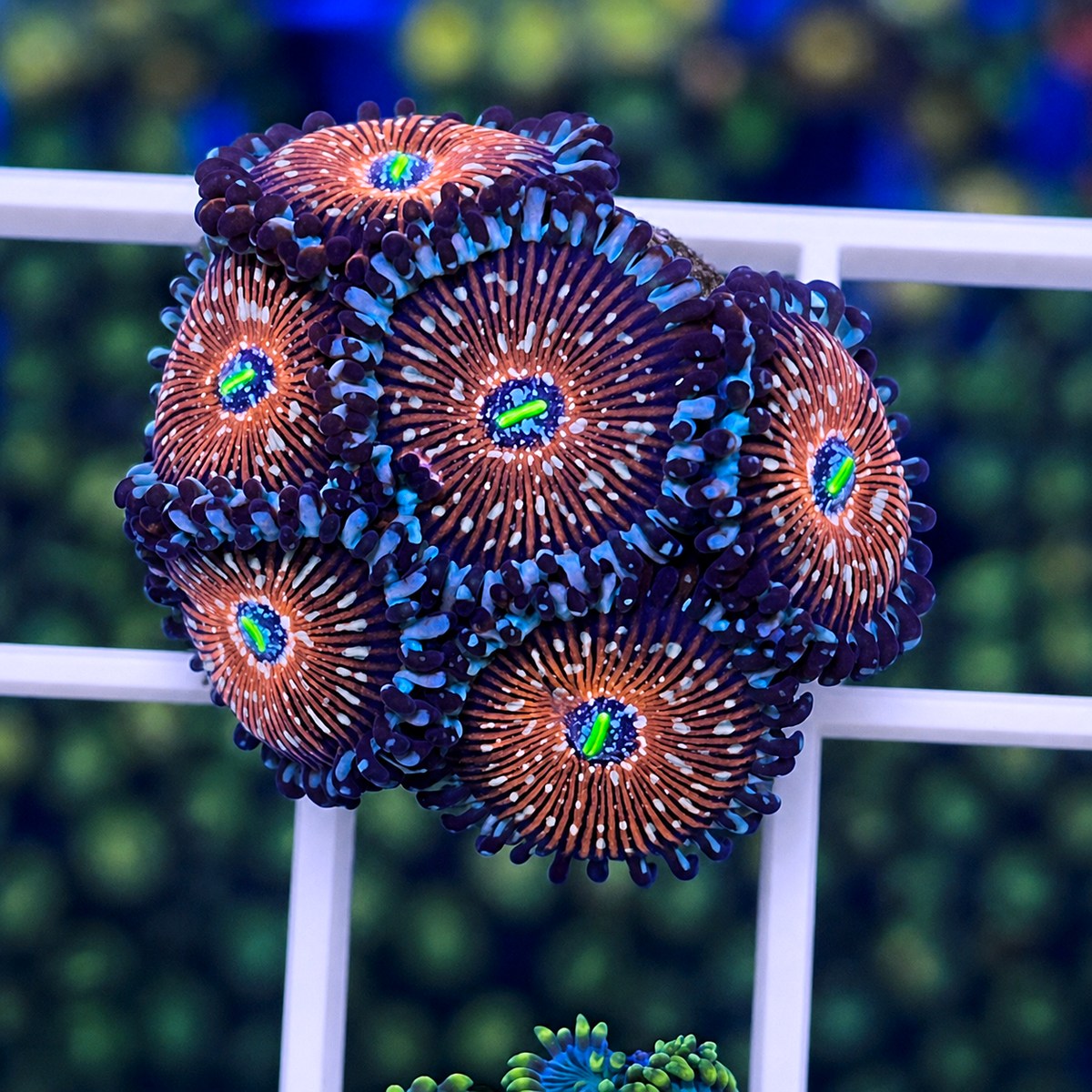 Seduction Zoas - WYSIWYG coral at Lazy's Coral House.