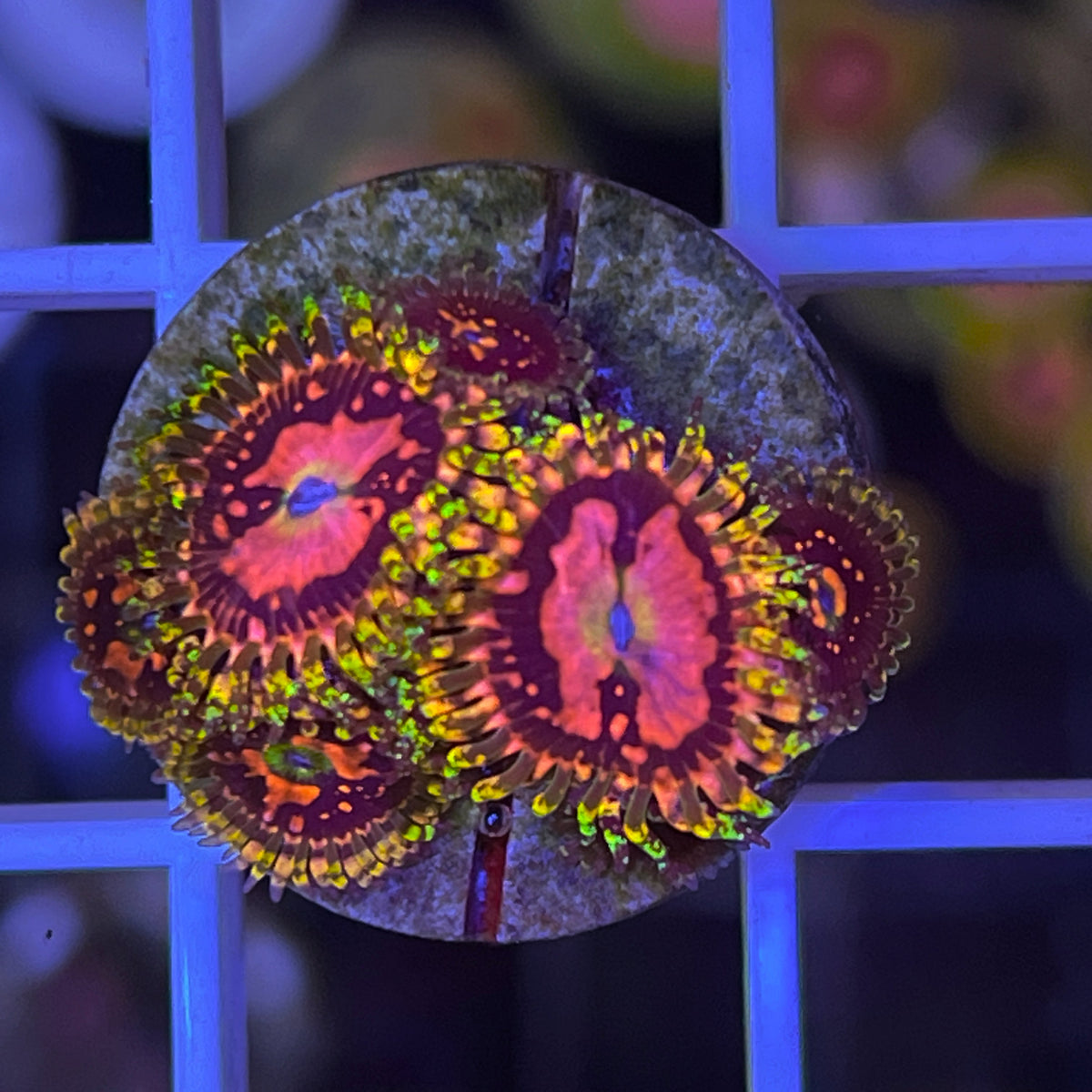 Space Chaos Zoas coral at Lazy's Coral House